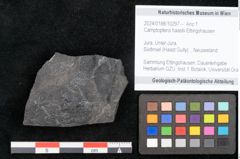 Foto (Objekt + Etikett) von Camptopteris haastii Ettingshausen (NHMW-GEO-2024-0188-10297b)
